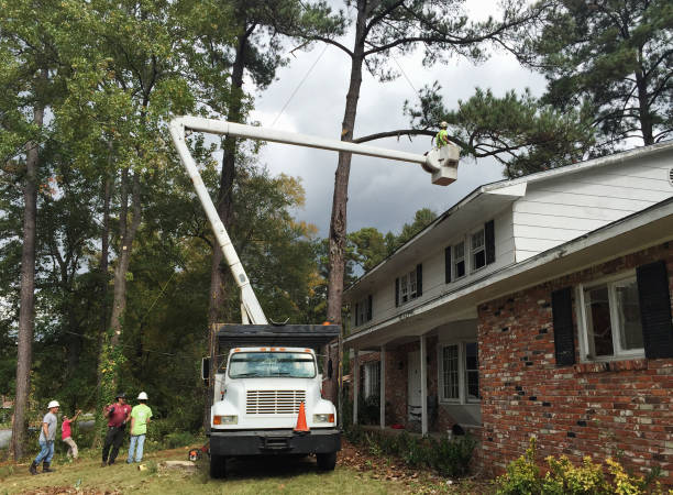  , USA Tree Removal Services Pros